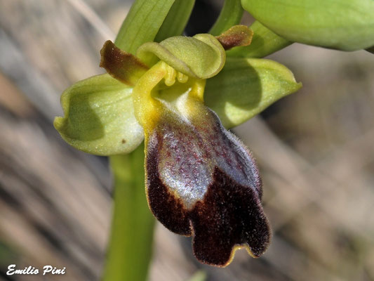 Ophrys fusca subsp forestieri (Regione Liguria)