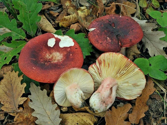 Russula vinosobrunnea (Bres.) Romagn. 1967 (COMMESTIBILE) Foto Emilio Pini 
