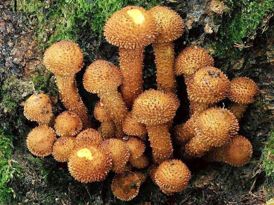 Pholiota squarrosa (Vahl) P. Kumm. 1871 (NON COMMESTIBILE) foto Emilio Pini 