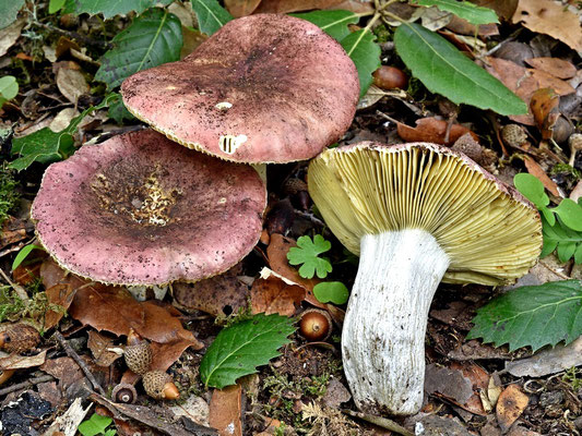 Russula seperina Dupain 1912 (COMMESTIBILE) Foto Emilio Pini