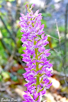 Orchis ovalis x Orchis provincialis Regione Emilia Romagna 