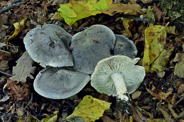 Tricholoma atrosquamosum Sacc. 1887 (COMMESTIBILE) Foto Emilio Pini