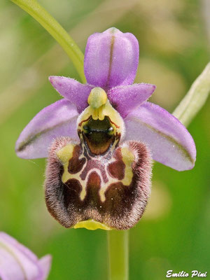 Ophrys holoserica ssp annae (Regione Sardegna)