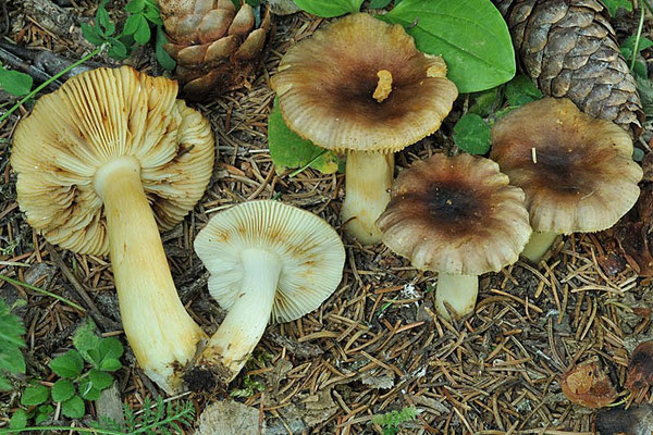 Russula puellaris Fr. 1838 (COMMESTIBILE) foto Emilio Pini 