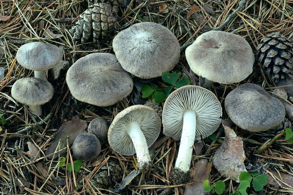 Tricholoma gausapatum (Fr. : Fr.) Quél. 1872 (COMMESTIBILE) Foto Emilio Pini 