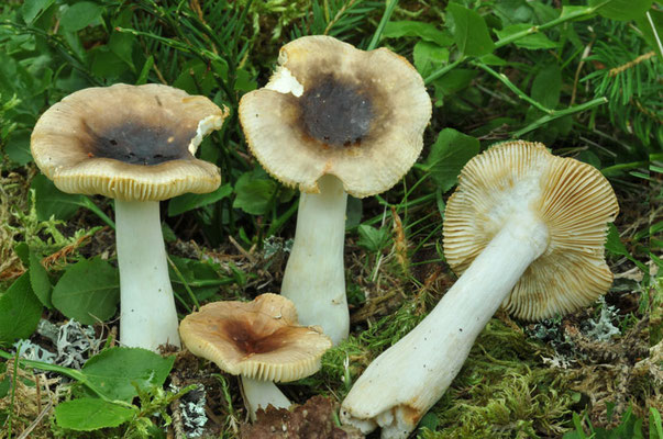Russula puellaris Fr. 1838 (COMMESTIBILE) foto Emilio Pini