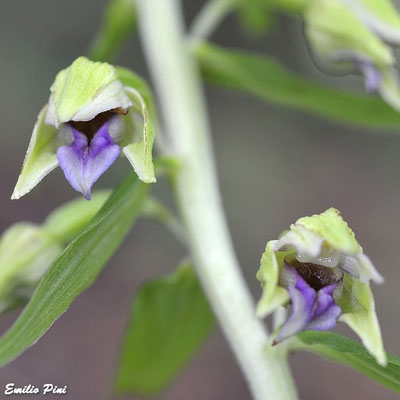 Epipactis thesaurensis (Regione Veneto)