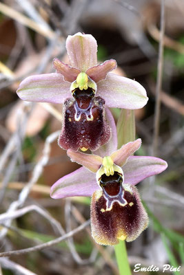 Ophrys tenthredinifera x  Ophrys parvimaculata  Regione Puglia