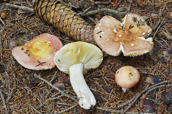 Russula velenovskyi Melzer & Zvára 1927 (COMMESTIBILE) Foto Emilio Pini