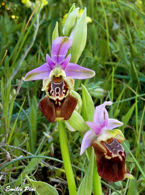 Ophrys apulica