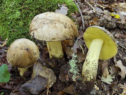 Boletus impolitus Fr. (COMMESTIBILE)  Foto Emilio Pini