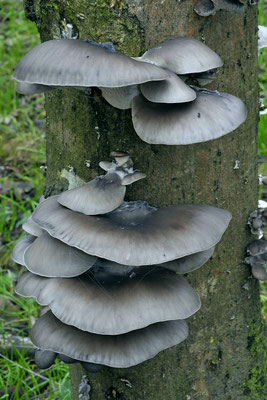 Pleurotus ostreatus (Jacq.) P. Kumm. 1871 (COMMESTIBILE) foto Emilio Pini 