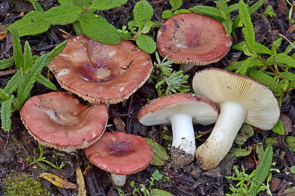 Russula tyrrhenica Sarnari (NON COMMESTIBILE) Foto Emilio Pin