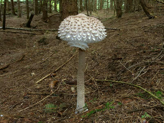 Macrolepiota procera (Scop.) Singer (COMMESTIBILE) Foto Emilio Pini