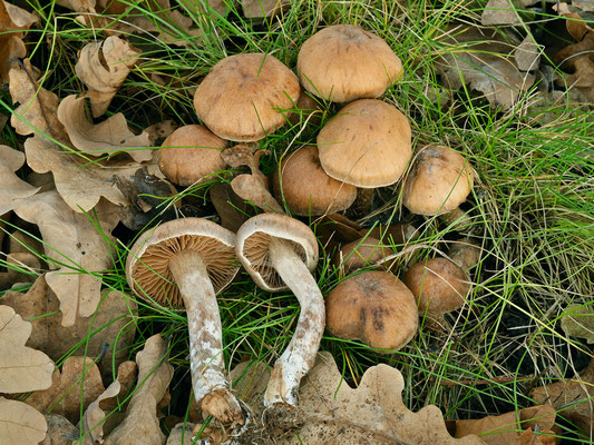 Cortinarius hinnuleus Fr (NON COMMESTIBILE) Foto Emilio Pini