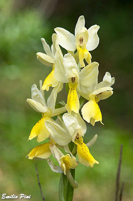 Orchis pauciflora (Regione Toscana)
