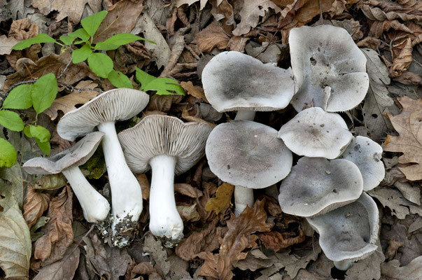 Tricholoma orirubens Quél. 1872 (COMMESTIBILE) Foto Emilio Pini 