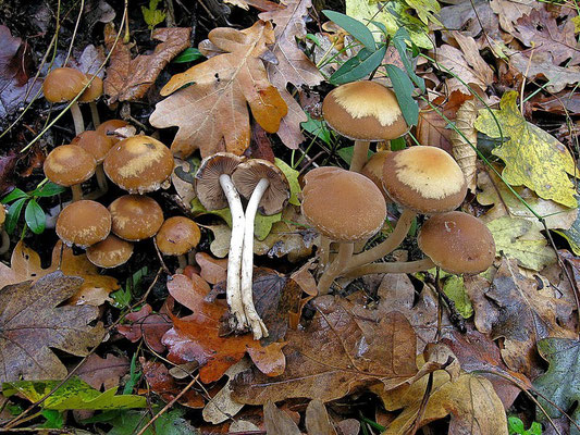 Psathyrella piluliformis (Bull.) P.D. Orton 1969 (NON COMMESTIBILE) Foto Emilio Pini