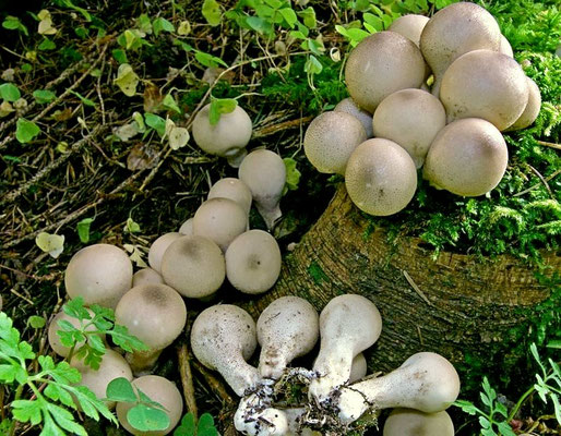Lycoperdon pyriforme Schaeff. (COMMESTIBILE) Foto Emilio Pini