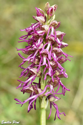 Orchis antropophora x Orchis simia  Regione Piemonte