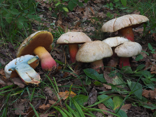 Boletus satanas Lenz (VELENOSO) Foto Stefano Gatti