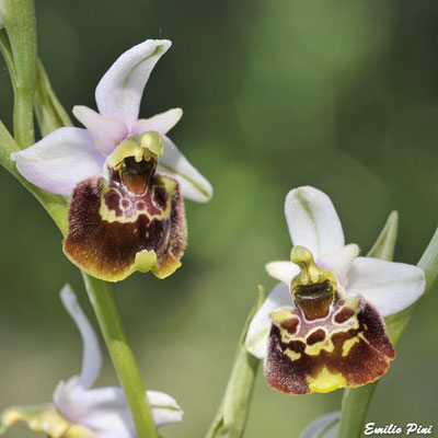 Ophrys holoserica ssp.appennina