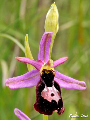 Ophrys benacensis