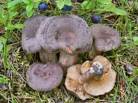 Lactarius mammosus Fr. (NON COMMESTIBILE) Foto Emilio Pini