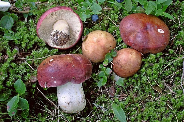 Russula vinosa Lindblad 1901 (COMMESTIBILE) Foto Emilio Pini 