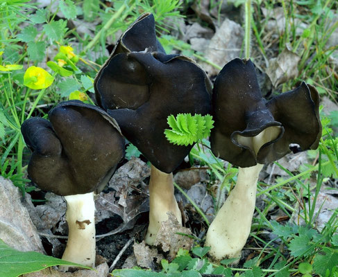 Helvella leucopus Pers. (COMMESTIILE) Foto Emilio Pini 