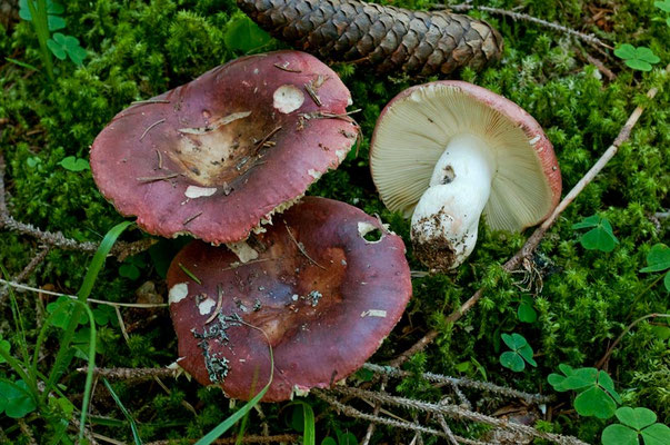 Russula vinosa Lindblad 1901 (COMMESTIBILE) Foto Emilio Pini 
