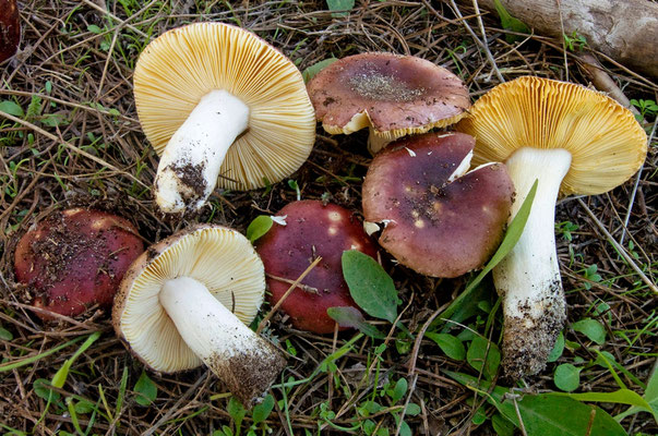 Russula cessans A. Pearson 1950 (NON COMMESTIBILE) Foto Emilio Pini 