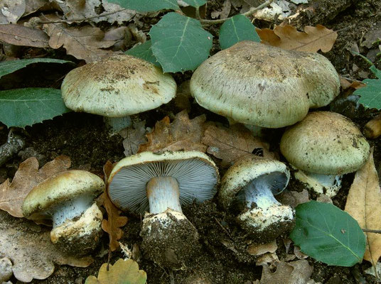 Cortinarius dionysae Rob. Henry (NON COMMESTIBILE)  Foto Emilio Pini