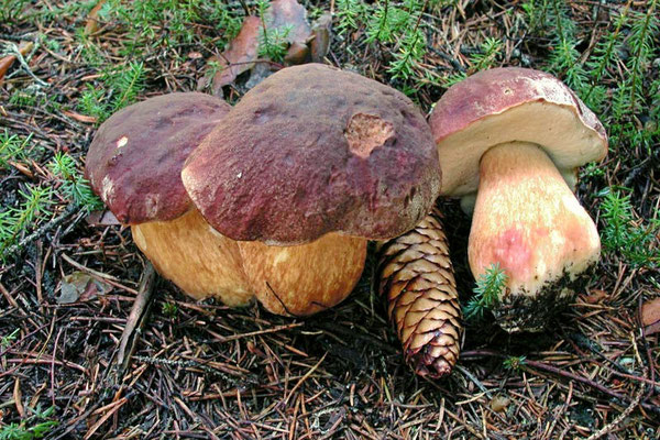 Boletus pinophilus Pilat & Dermek (COMMESTIBILE) Foto Emilio Pini