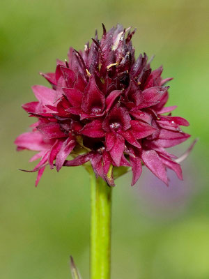Nigritella austriaca (Regione Lombardia)