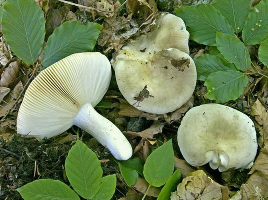 Russula faustiana Sarnari 1992 (COMMESTIBILE) Foto Emilio Pini 