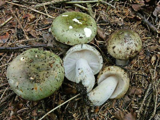 Russula aeruginea Lindblad ex Fr. 1863  (COMMESTIBILE) Foto Emilio Pini