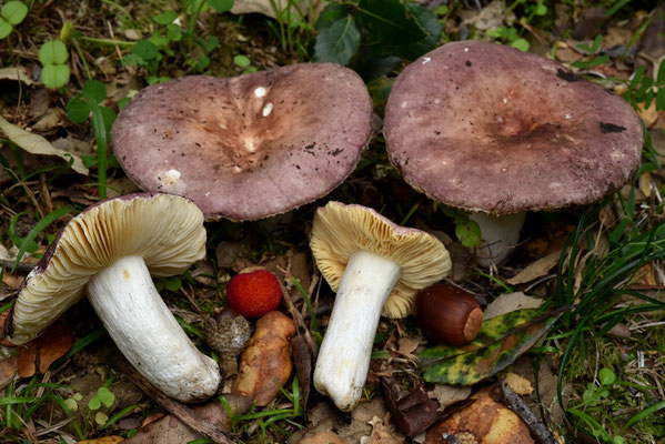 Russula subazurea Bon 1975 (COMMESTIBILE) foto Emilio Pini 