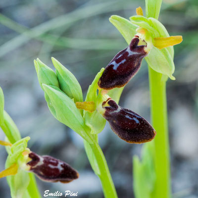 Ophrys corsica x Ophrys incubacea