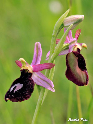 Ophrys benacensis