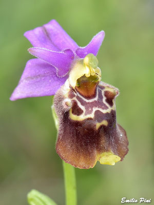 Ophrys apulica