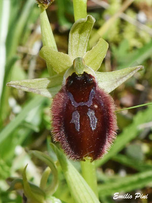 Ophrys tarentina (Regione Puglia)