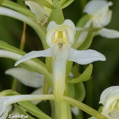 Platanthera bifolia ssp osca (Regione Abruzzo)