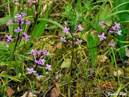 Orchis branciforti