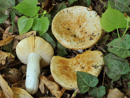 Russula maculata Quél. 1878 (NON COMMESTIBILE) Foto Emilio Pini