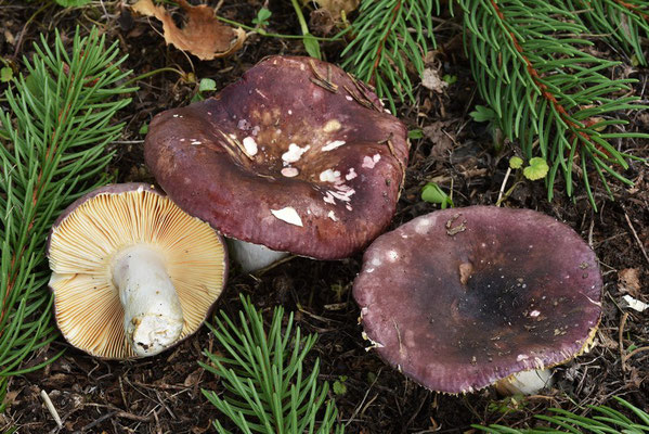 Russula firmula Jul. Schäff. 1940 (NON COMMESTIBILE) Foto Emilio Pini