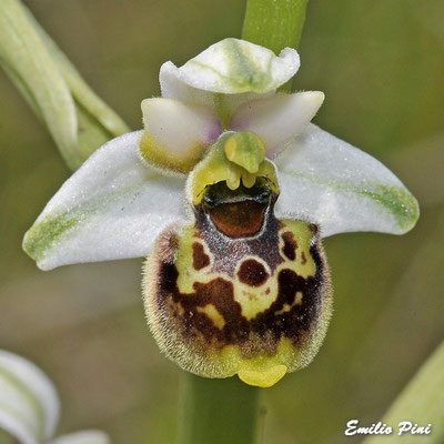 Ophrys tetralonie (Regione Emilia Romagna)
