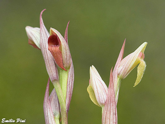 Serapias parviflora (Regione Toscana)