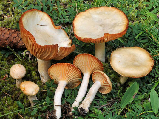 Hygrophorus karstenii Sacc. & Cub. (COMMESTIBILE) Foto Emilio Pini