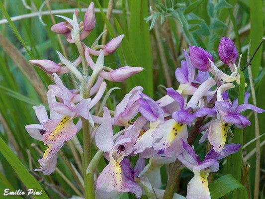 Orchis ovalis x Orchis pauciflora  Regione Toscana